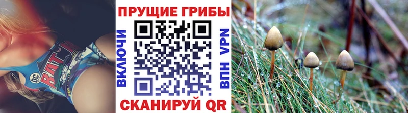 купить закладку  Дегтярск  Псилоцибиновые грибы MAGIC MUSHROOMS 
